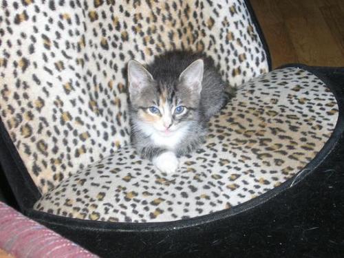 my old cat rheeanna - cat i used to have/tinsey & jinx's sister