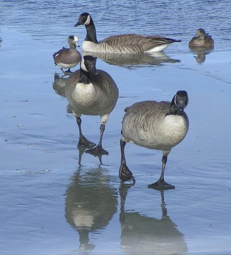 Geese on Ice - The geese and ducks were sliding on the ice and appearing to making a game of it. It was a beautiful winter day. I was in the park taking pictures and enjoying the beauty.