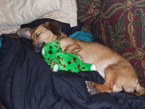 man's best friend, our dog stella - Our dog stella lying on the couch cuddling her monkey.