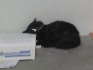 Omoque Sleeping at Text Book - this is my fren's cat..his name is omoque...