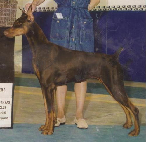 My Doberman - This is my baby. She looks viscious, but she's really a sweetie.