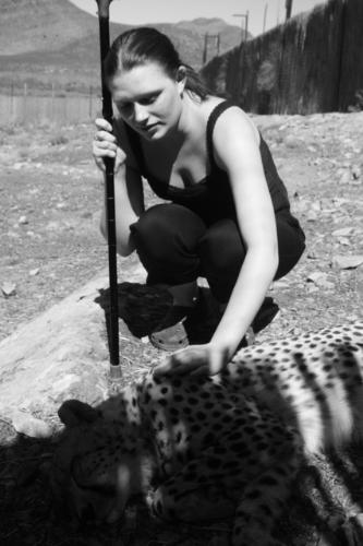 Petting a Cheetah - Petting a female cheetah at Aquila game park in South Africa
