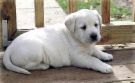 labrador puppy - cute labrador puppy