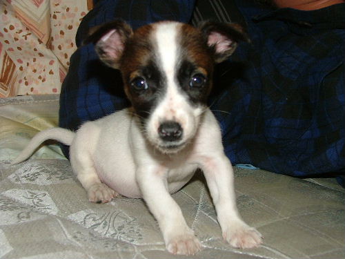 Patrick - Patrick when I first got him, was such a cute puppy!!