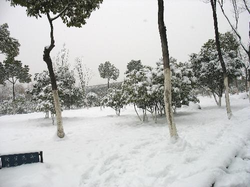 Nanjing snow - snow
