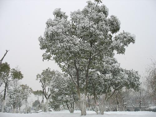 Nanjing snow - snow