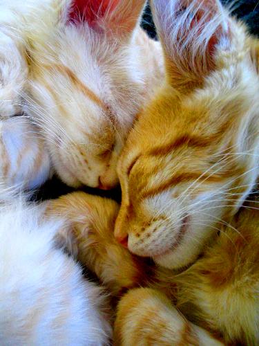 Snuggle Kittens - I took this photo of kittens Piggie and Squeaky taking a cat nap.