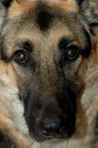 gsd - My german shepherd dog Zoe
