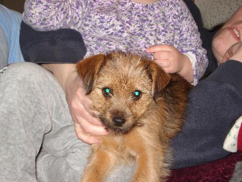 My Dog COCO - This is our puppy. She is mainly my dog but the girls of course say she is there....but who looks after her!!!!You guess it me! She is a great little pupy but she still barks at everything!!!lol but we love her