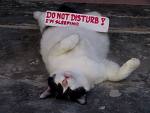 sleeping cat - do not disturb