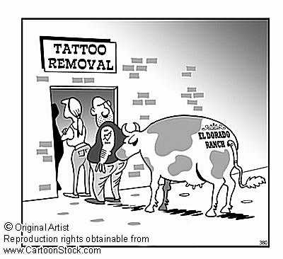 Beauty - Tattoo removal - cow has 'Eldorado rance' on his backside.  Copyright in this image is owned by the original artist, rights to reproduce or use the image may be obtained from www.CartoonStock.com.