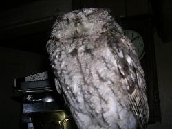 Owl - An owl that was in the Garage