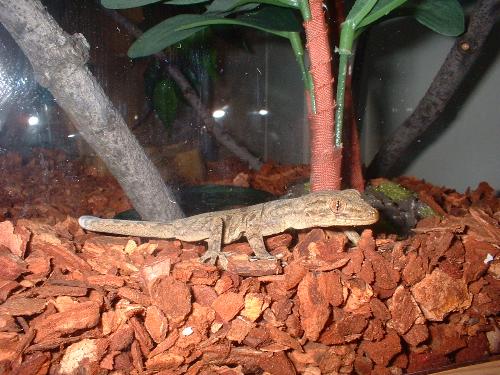 My gecko - This is Cinnamon. She's a house gecko. :)