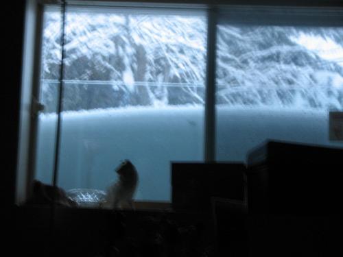 Snow - This is one of our basement windows. About 2 feet of snow.