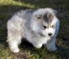 siberian husky - lovable dog