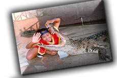 crocodile - funny women crocodile