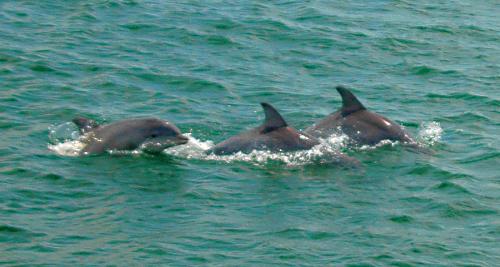 Dolphins - I took this photo in Atlantic City
