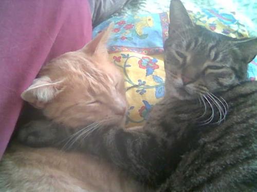 My Cats, Jaya and Fuchu - These are my two precious kitties, Jaya and Fuchu, and as you can see, they reflect the love in my home. One is a black and brown tabby and the other, an orange tabby. Jaya is female and Fuchu is male. They were both foundlings.