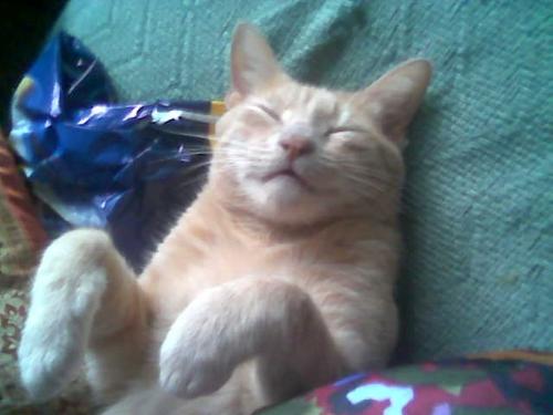 My adorable cat, Fuchu - Fuchu is a very blissful kittie, especially when his parents are at home. He's a male cat, an orange tabby, and we found him next to a restaurant in Hialeah, Florida when he was still a kitten.