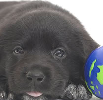 dog - a puppy lab. its black with a little blue ball