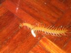 centipide - I giant centipide in my sister's room