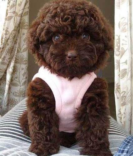 puppy - this is, believe it or not, a real puppy.