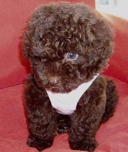 puppy 1 - a real puppy
