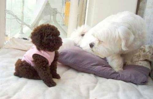 puppy 3 - a real puppy...