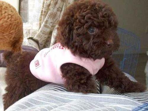 real puppy - a real puppy
