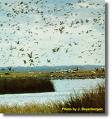 Migratory Birds - Migratory Birds over wetlands.