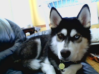 my baby siberian husky - a picture of my siberian husky