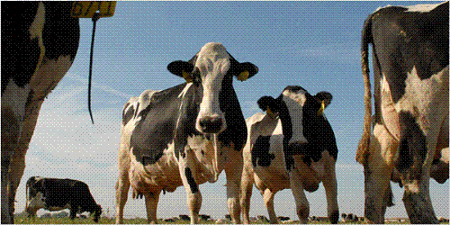 Milk - Many organic foods have been popping up on the shelves of Wal-Mart in recent years, but none have been as popular as organic milk. For many shoppers, particularly mothers with small children, it is the first organic product they try.