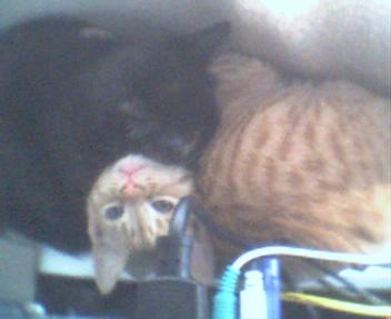 sparky-q and snickers - The 2 kitties from Checkers 2nd litter.