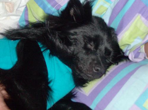 Nighty Night Machito - Machito is all tucked in. Isnt he cute?