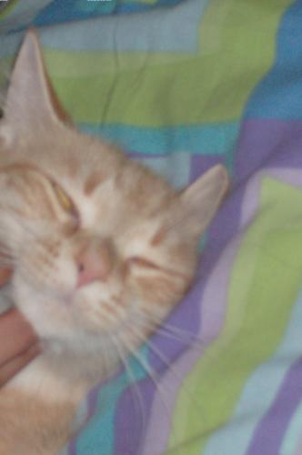 My kitty Soriya - Soriya is all tuckered out. Goodnight all!!!!