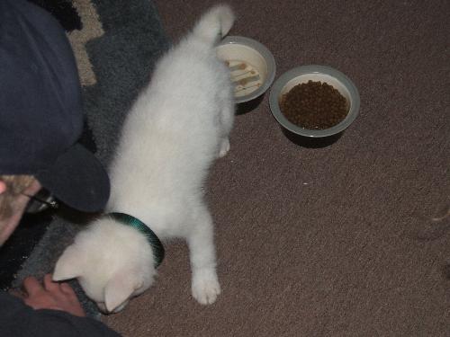 Puppy's First day home. - Frost's first day home.
