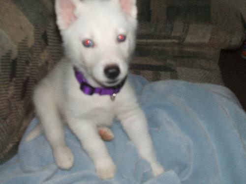My spoiled puppy ! - Frost Laying on my blanket on the couch !!!