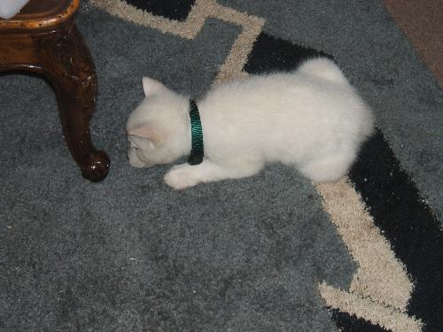 puppy trying to eat my area rug. - Frost nibbling on my area rug!!! LOL!!