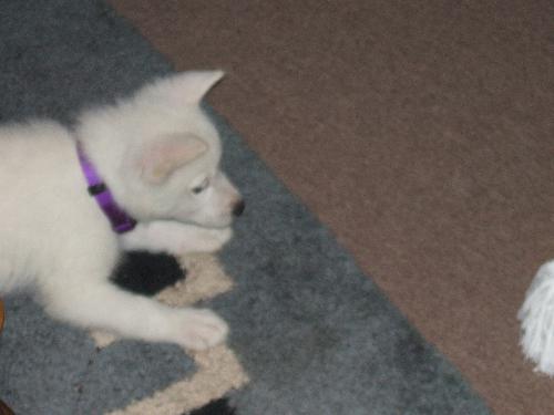 Frost in his playful stance.  - Getting ready to attack his toy rope.