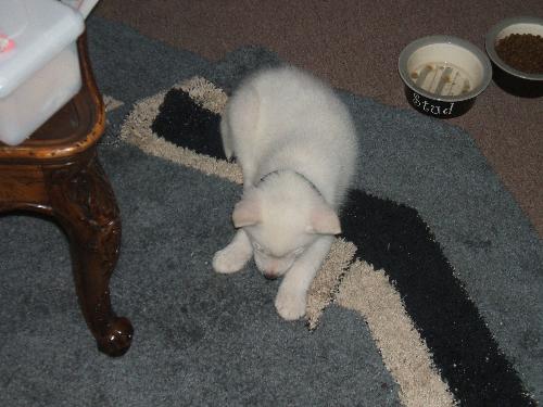 Again Frost is trying to nibble my carpet. LOL!! - That's why he got a rope toy that day LOL!! you should have seen him in petco. LOL!!! Such a cute pup.