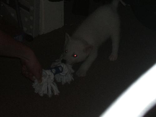 Playing with his rope. - Frost playing with his rope!!!