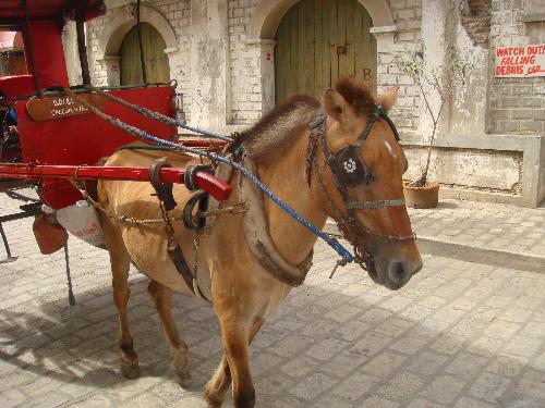 Horse - Horse in Vigan, Ilocos Sur Philippines!
