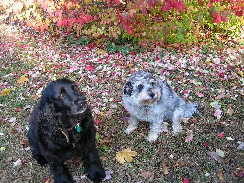Ty and Sissy - The dogs love to pose for me.