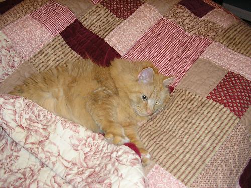 My Flicker - Flicky sleeping,he is surely missed.He was so gentle and sweet.He should of never died that day.