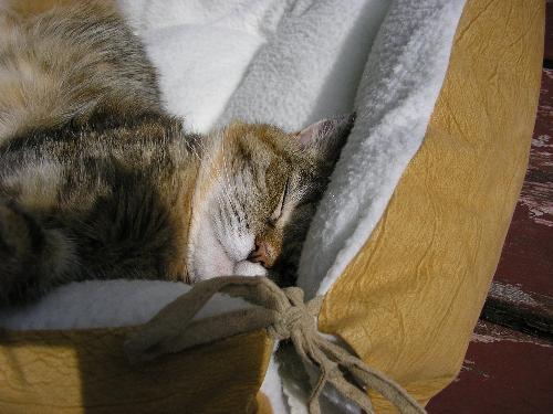 Rascal - Rascal was another adopted kitty.She will be 10 on feb 14th.She loves sleping in the sun.