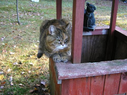Rascal - Rascal on wishing well.