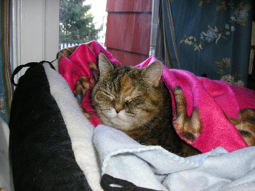 Rascal - She is nice and warm in her bed with her blankey.she is very spoiled.