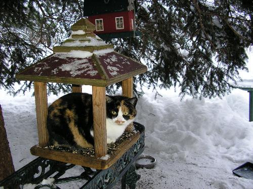 Roper - Roper always thinks a bird will come on the feeder with her there,well guess she can hope.She is 7 and loves to run and play.