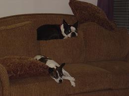 Cookie and Gus lounging - They're usually both on the top pillows but Cookie decided she liked the bottom cushions better that day.