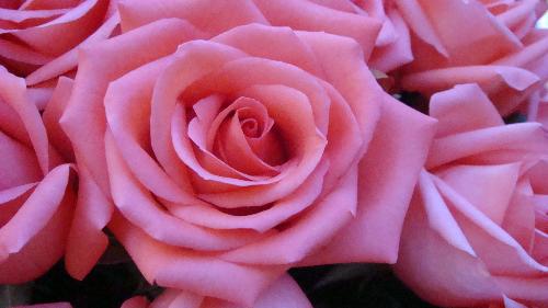 Rose - This rose was taken on my recent visit to Kunming, Yunnan, China.